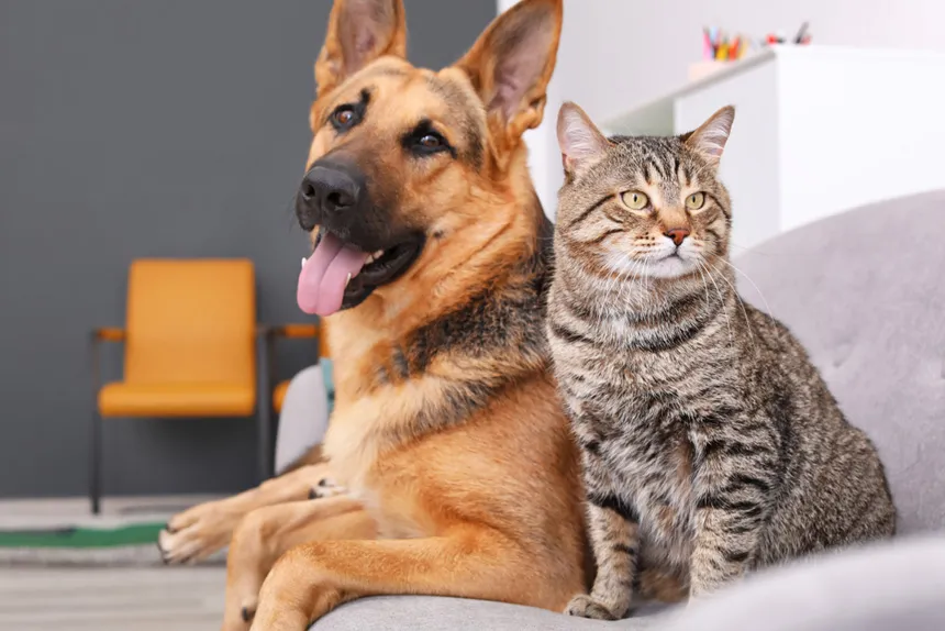 Foto da Clínica Veterinária Disk Cão
